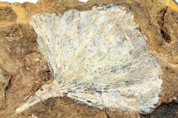 Ginkgo Leaf From North Dakota - Paleocene #253821